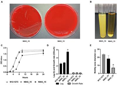 Evolution of Listeria monocytogenes During a Persistent Human Prosthetic Hip Joint Infection
